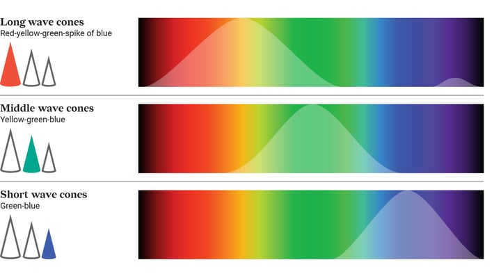 The three types of cones responsible for color perception.